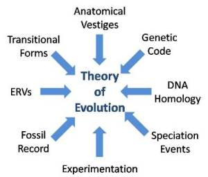 Multiple lines of evidence converge towards evolution